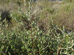 Podalyria microphylla