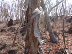 Lysiloma divaricatum