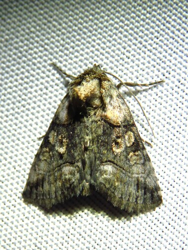Minute Oval Abrostola photo 4