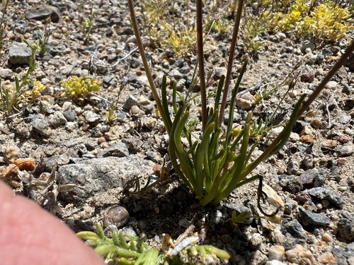 Image of Leptosyne californica by (c) Steve Matson, some rights reserved (CC BY)