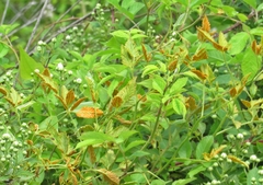 Phragmidium bulbosum