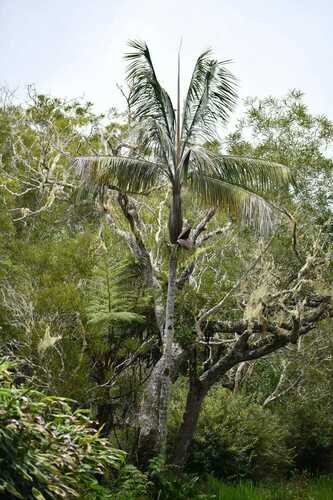 Red palm (Acanthophoenix crinita)