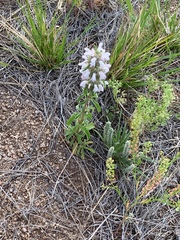 Monarda pectinata