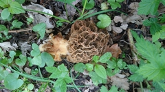 Morchella esculenta