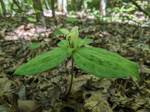 Trillium discolor, photograph 6