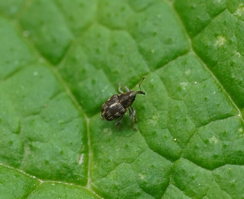 Coeliastes lamii