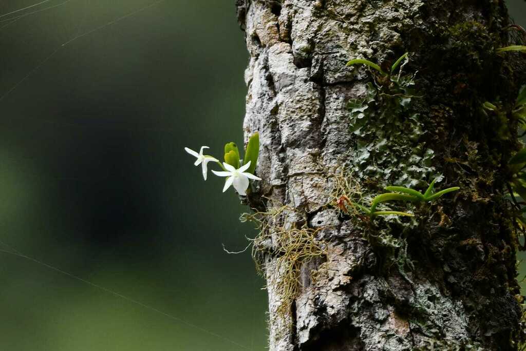 Angraecum cucullatum