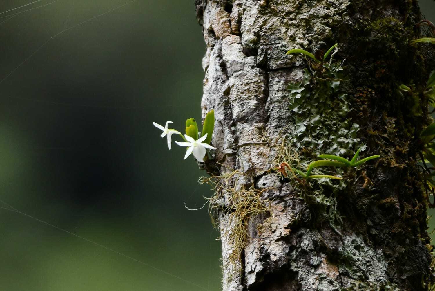 Angraecum cucullatum Thouars