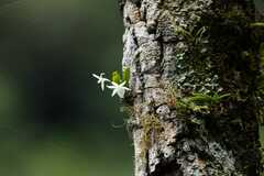 Hooded Angraecum (Angraecum cucullatum)