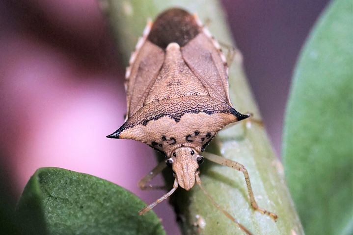 Euschistus acuminatus