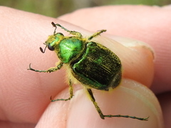 Trichiotinus lunulatus