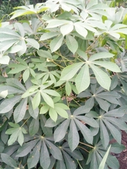 Manihot esculenta
