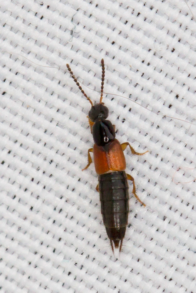 Romulus Insecto Philonthus rufulus (Beetles of Chicago Wilderness) · BioDiversity4All