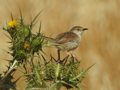 Prinia gracilis