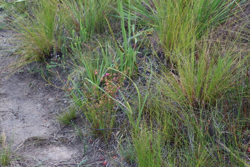 Image of Erica multumbellifera by (c) Tony Rebelo, some rights reserved (CC BY-SA)