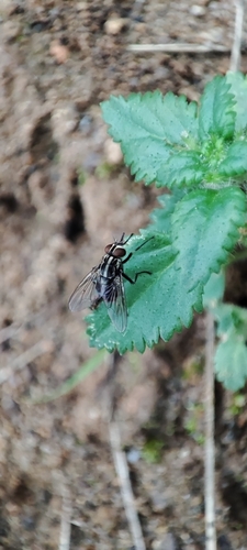 Stable fly