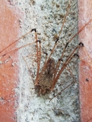 Scytodes longipes