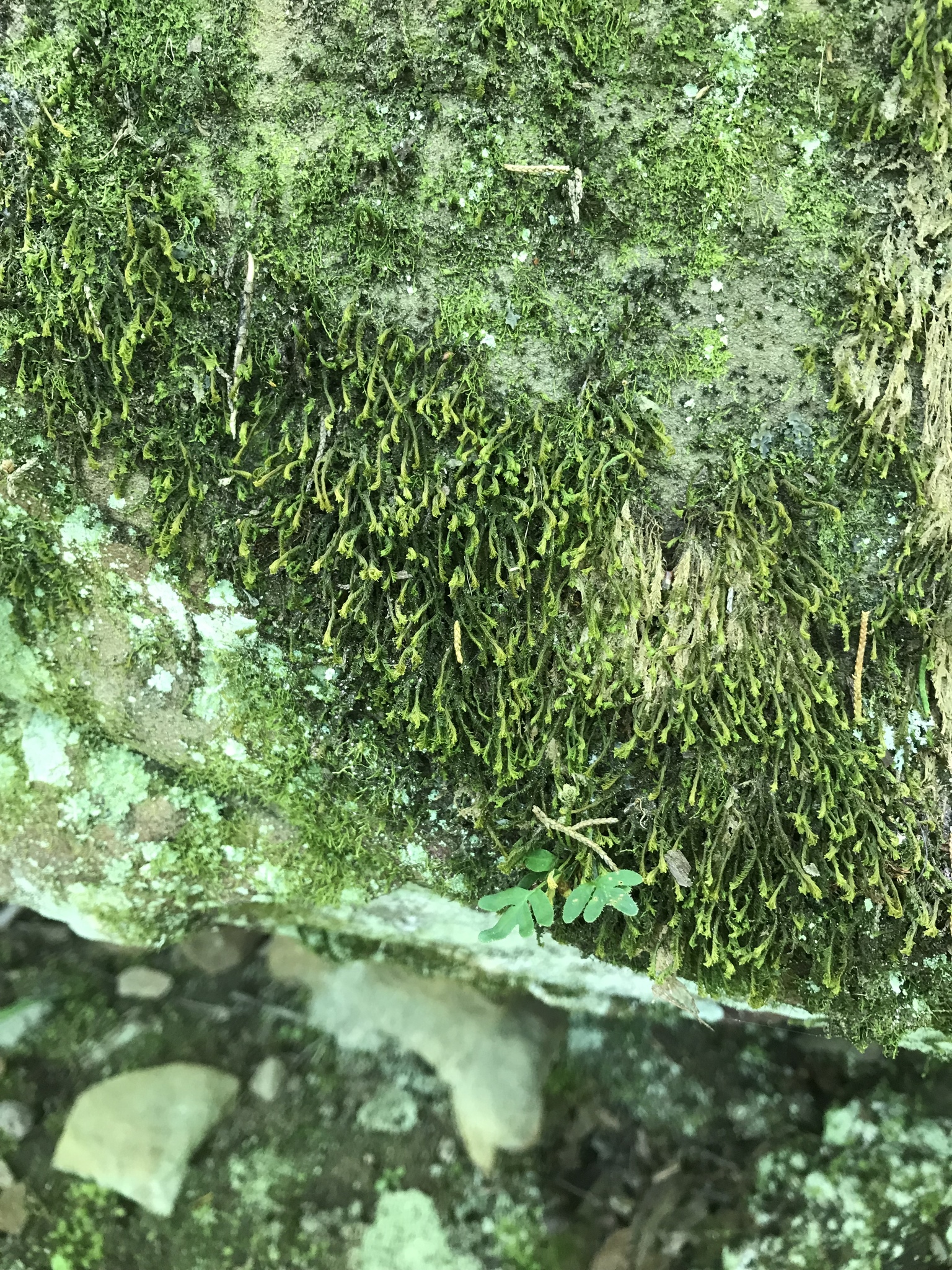 Plagiochila undata