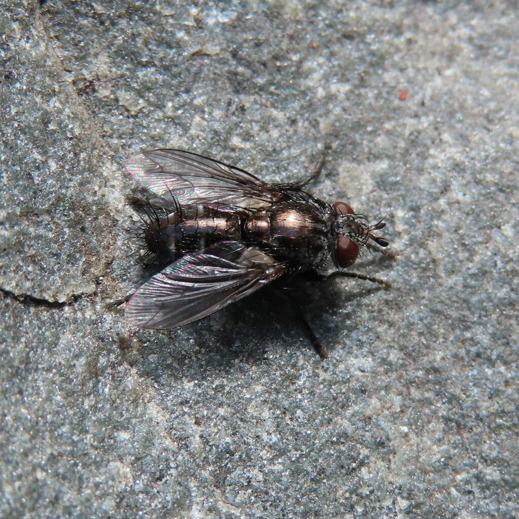 Cyrtophleba nitida