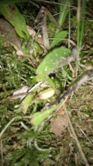 Lamprohiza splendidula