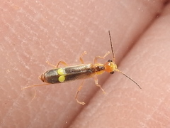 Malthinus occipitalis