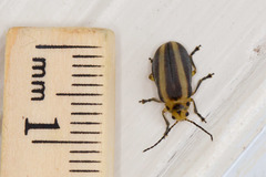 Derospidea brevicollis