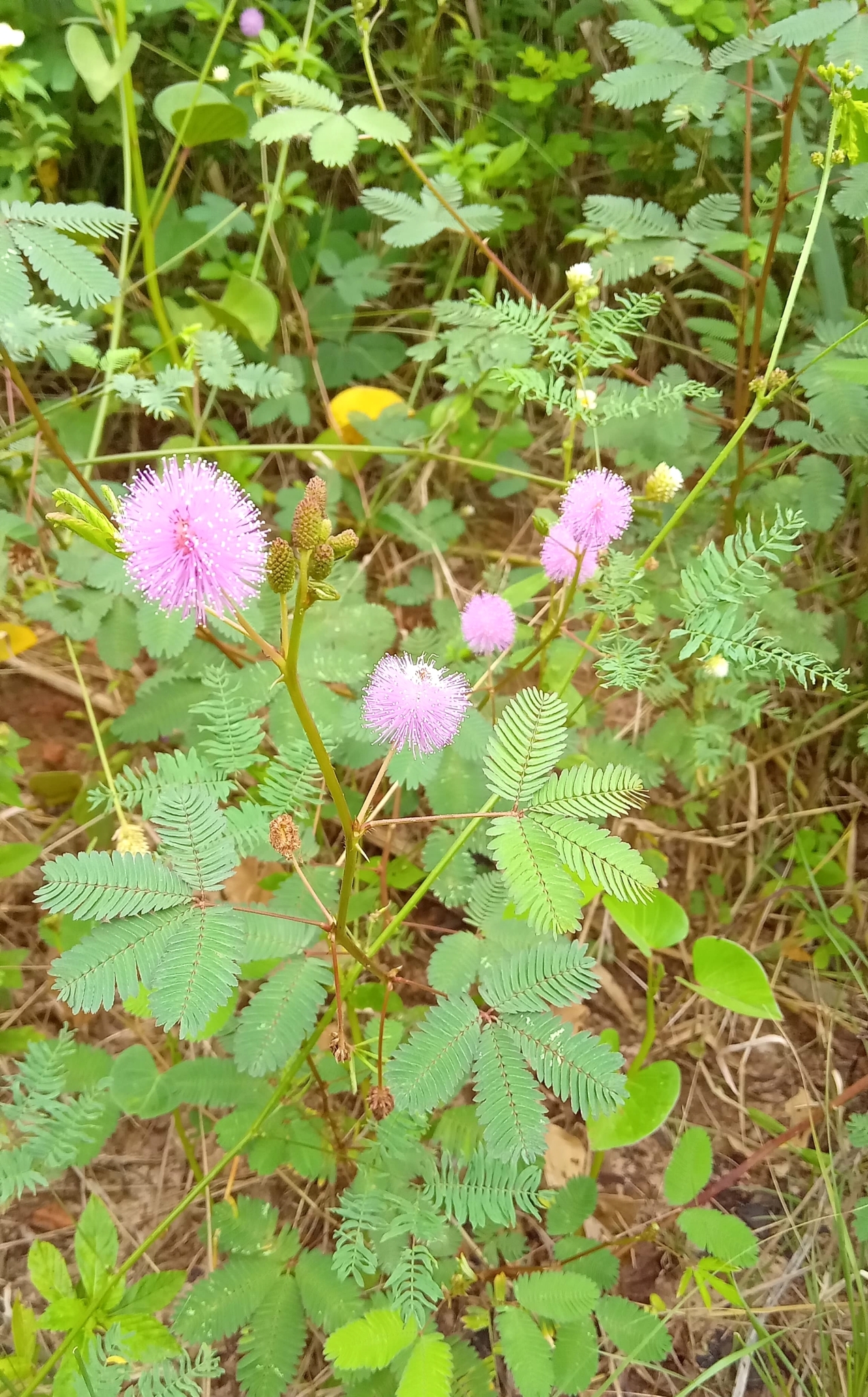 Mimosa pudica