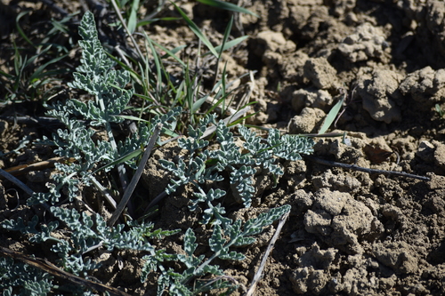 Image of Vesper bulbosus by (c) William Harmon, some rights reserved (CC BY)