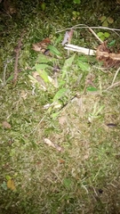 Lamprohiza splendidula