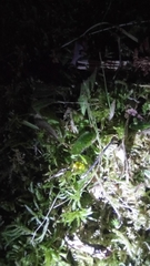 Lamprohiza splendidula