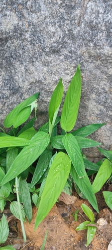 Maranta divaricata (Maranta divaricata)