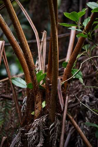 Blue tree fern (Alsophila glaucifolia)