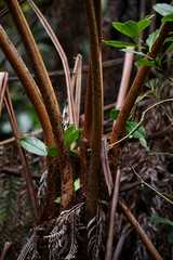 Blue tree fern (Alsophila glaucifolia)