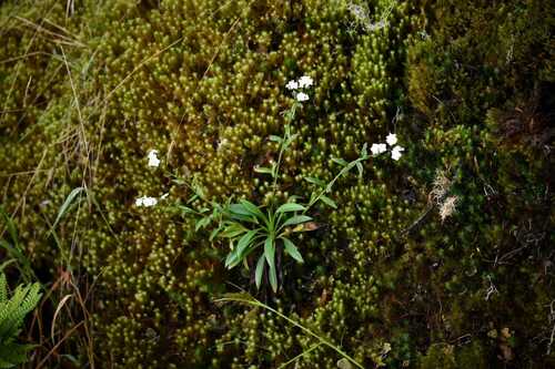Cynoglossum lanceolatum iNat (1)