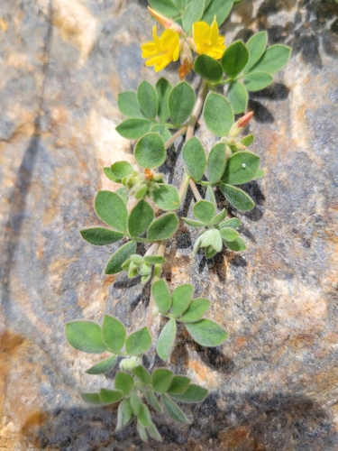 Image of Acmispon decumbens by (c) Jonathan Vaughn, some rights reserved (CC BY)