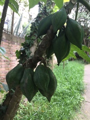 Vasconcellea pubescens