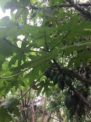 Vasconcellea pubescens