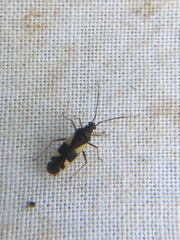 Dryophilocoris flavoquadrimaculatus