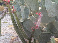 Pachycereus