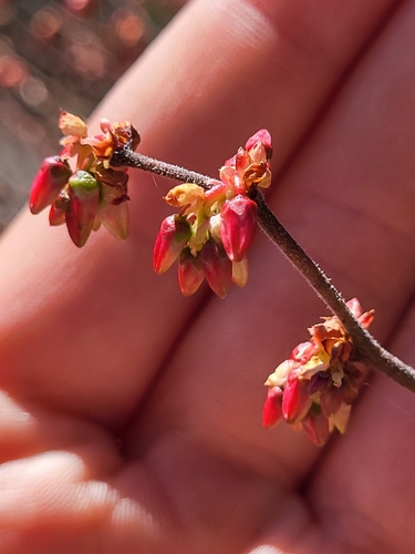 Image of Vaccinium fuscatum by (c) Sean Rigney, some rights reserved (CC BY)