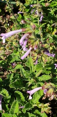Salvia scabra