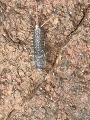 Ctenolepisma ciliatum