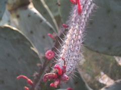 Pachycereus
