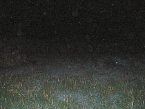 Tragelaphus spekii