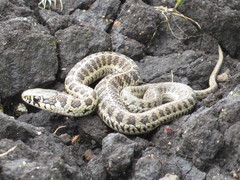 Thamnophis scalaris