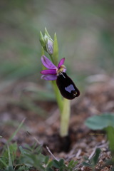 Ophrys bertolonii bertolonii