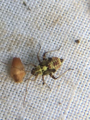 Rhabdomiris striatellus