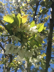 Cerasus