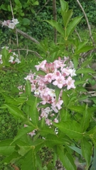 Weigela hortensis