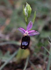 Ophrys bertolonii bertolonii